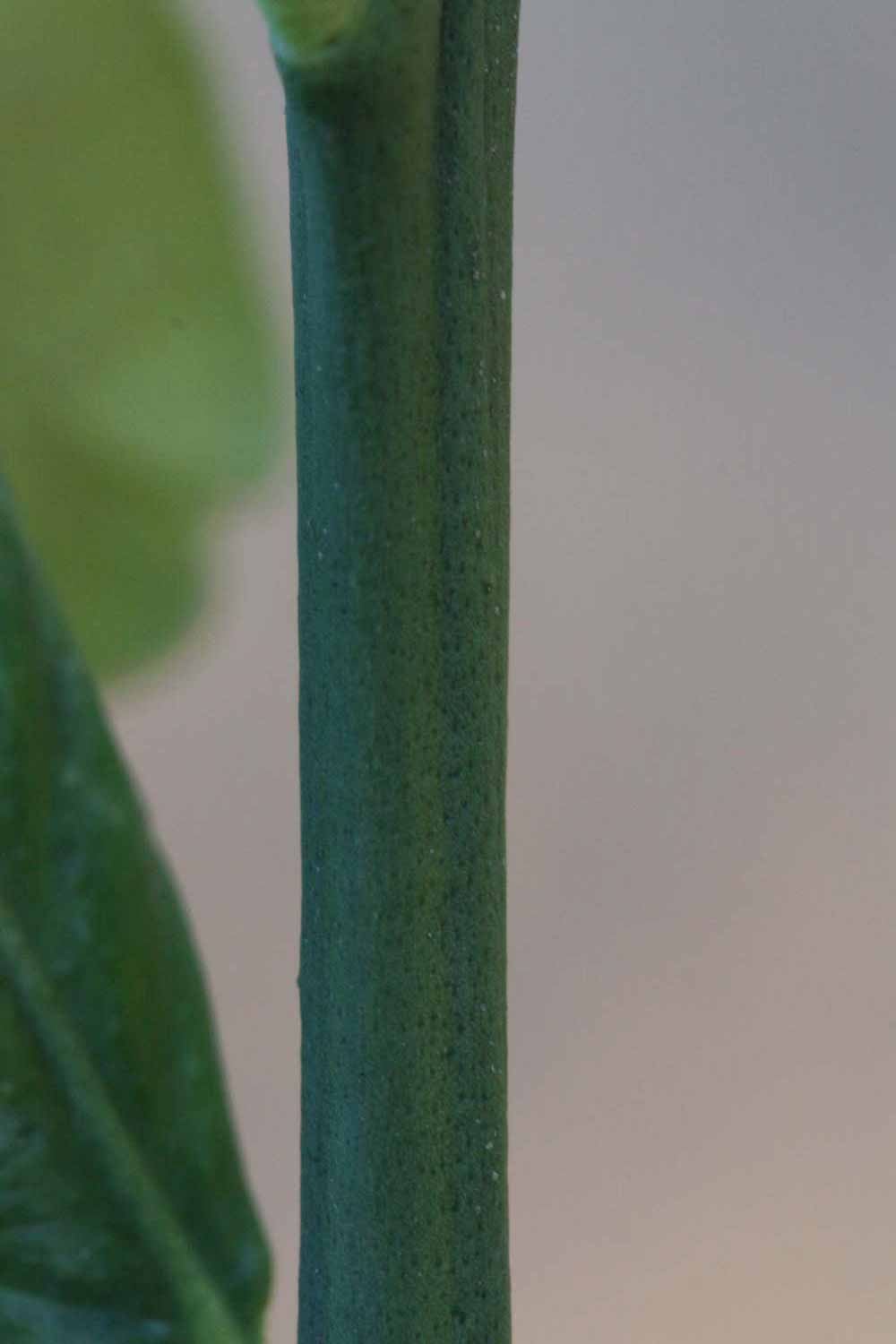              First year twig (Riverside, CA)       